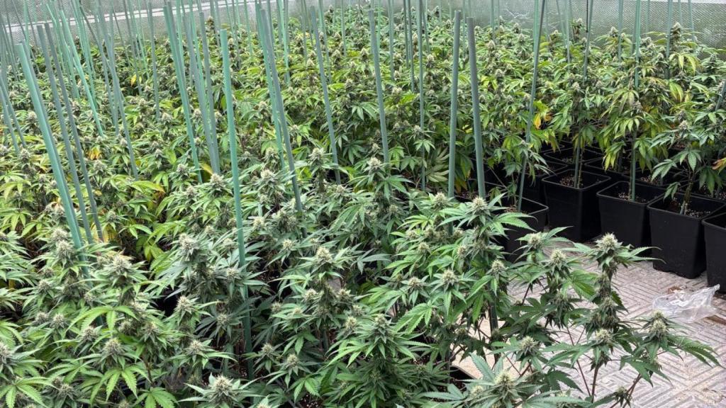 Plantación desmantelada en Olías del Rey.