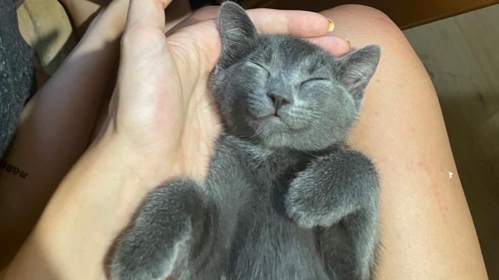 Un gato gris pequeño.