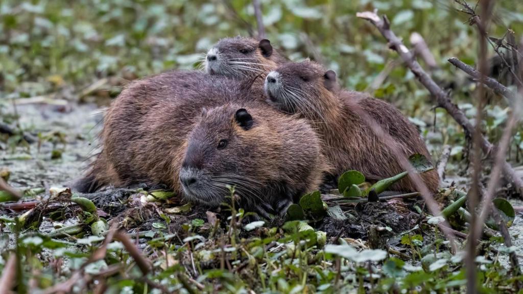 Imagen de archivo de un grupo de castores.