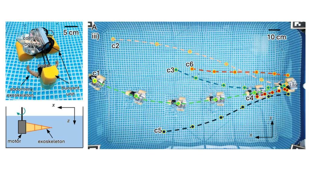 Los robots nadadores desarrollados con exoesqueletos de cigalas