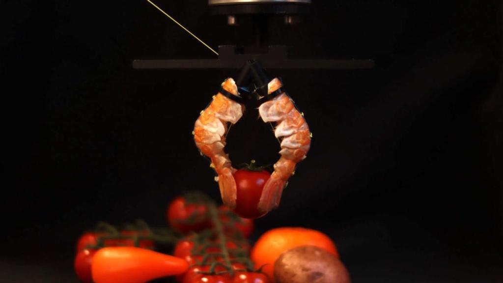 Las pinzas robóticas desarrolladas con exoesqueletos abdominales de cigalas