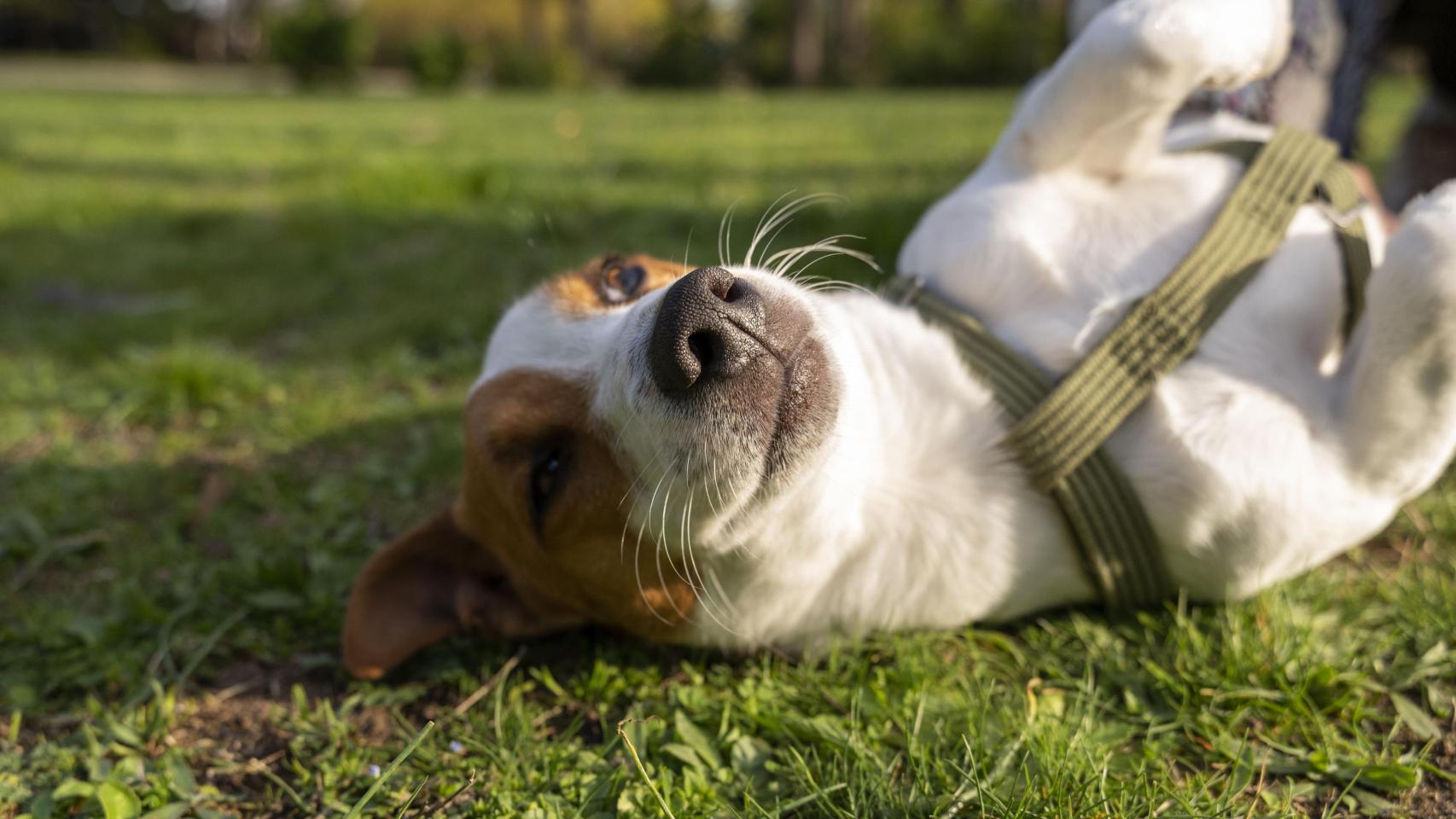 Un perrito en un parque.