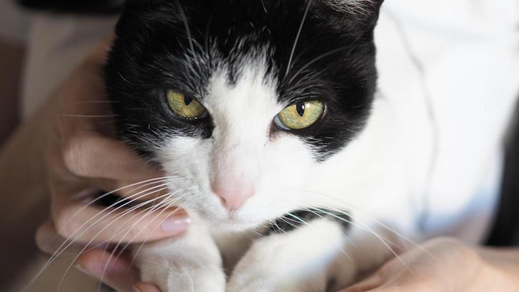 Lady Macbeth, la gata de Espido Freire.