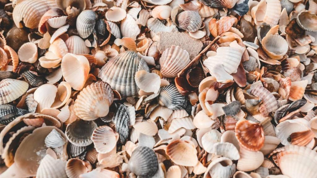Conchas marinas.