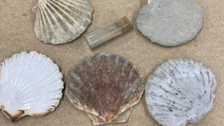 Un bote de hormigón y varias conchas marinas.