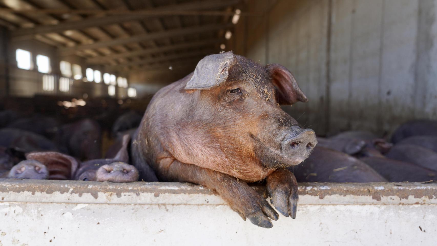 Explotación de cerdos en Castilla y León