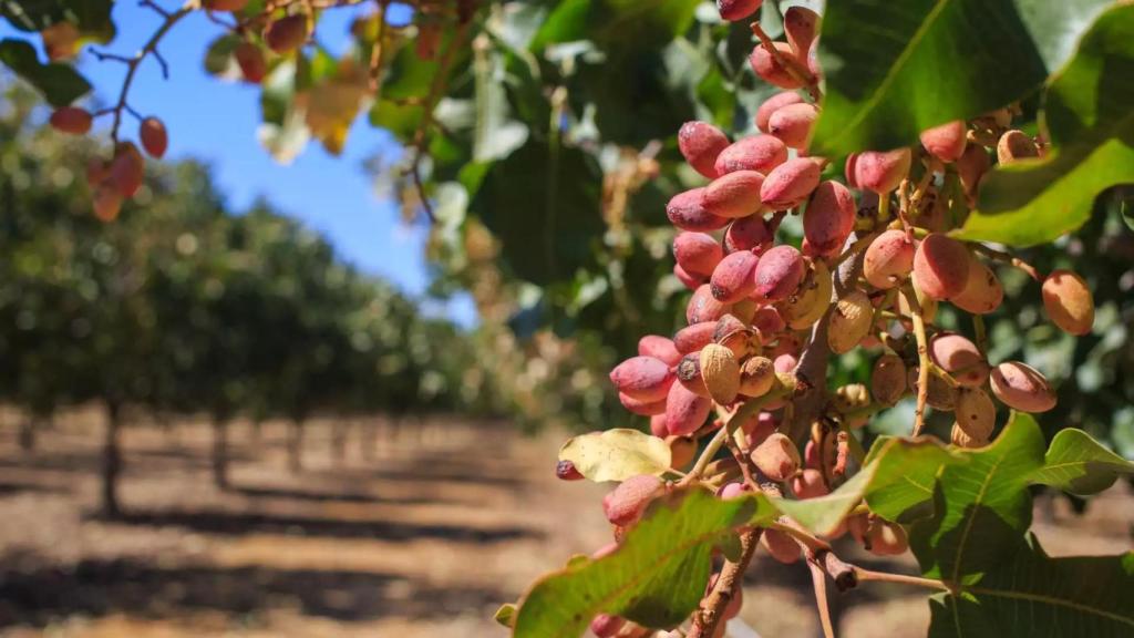 Plantacion-de-pistachos