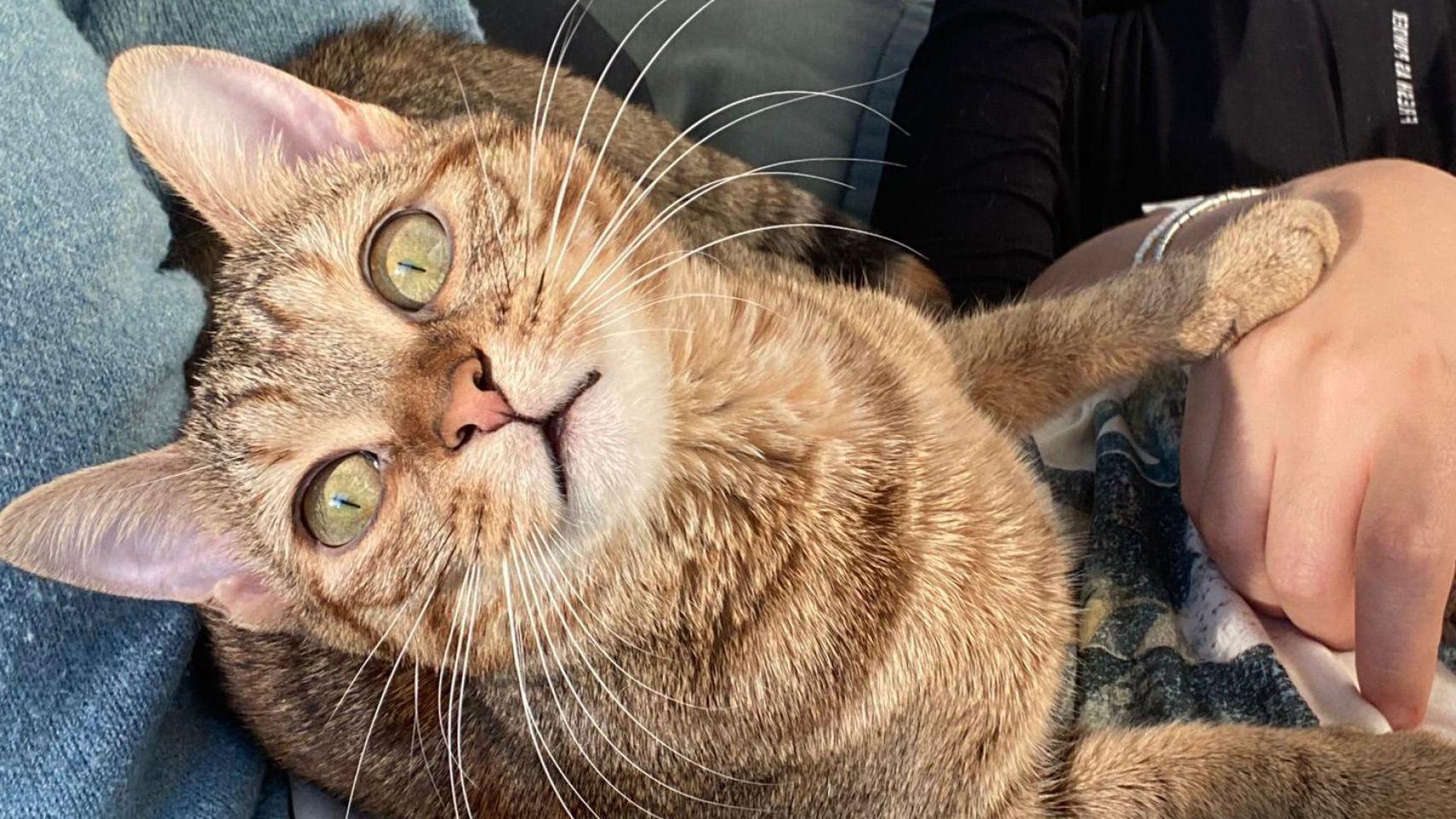 Un gato en un sofá.