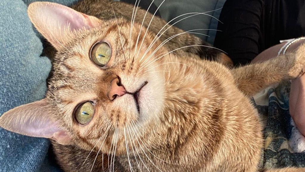 Un gato en un sofá.