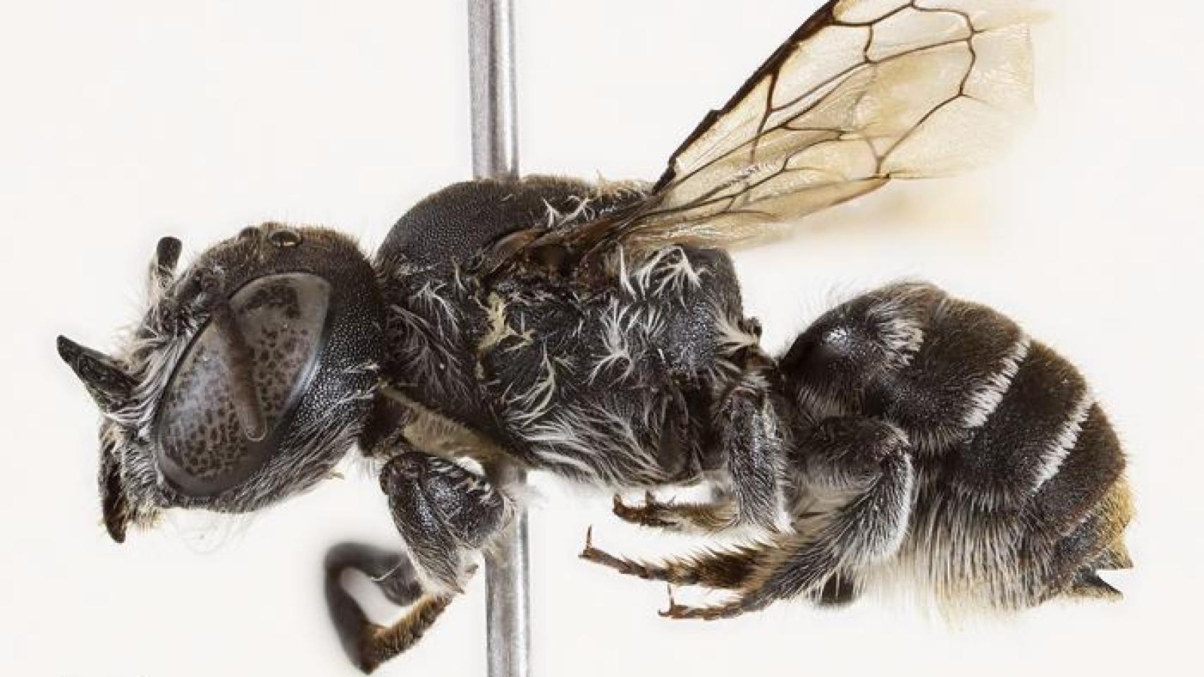 Nueva especie de abeja ('Megachile lucifer') descubierta en Australia.