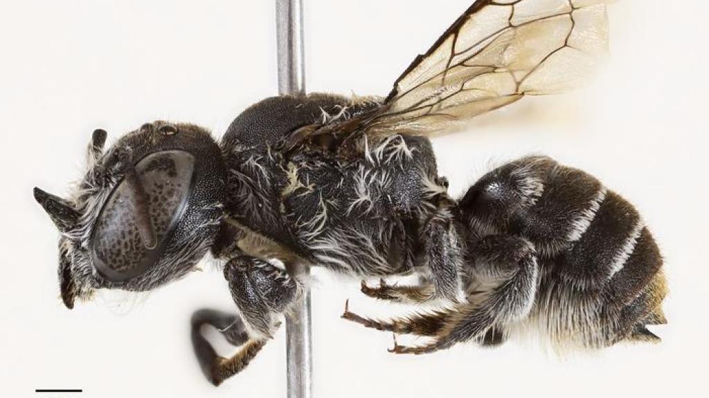 Nueva especie de abeja ('Megachile lucifer') descubierta en Australia.