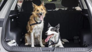 Dos perros en el maletero del nuevo coche Jaecoo 5-46.