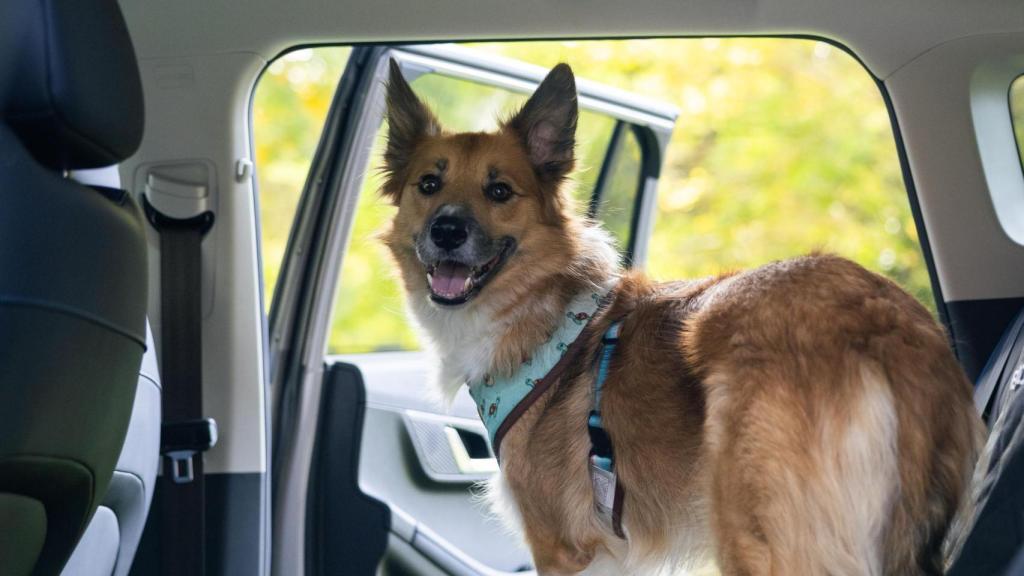 Un perro en los asientos posteriores del nuevo coche Jaecoo 5.