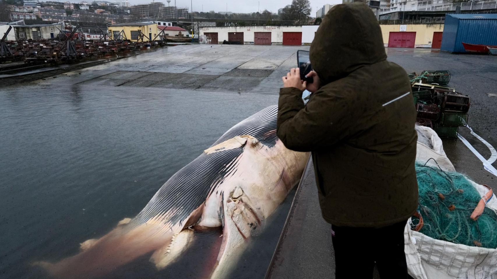 Una ballena varada en el puerto de A Coruña