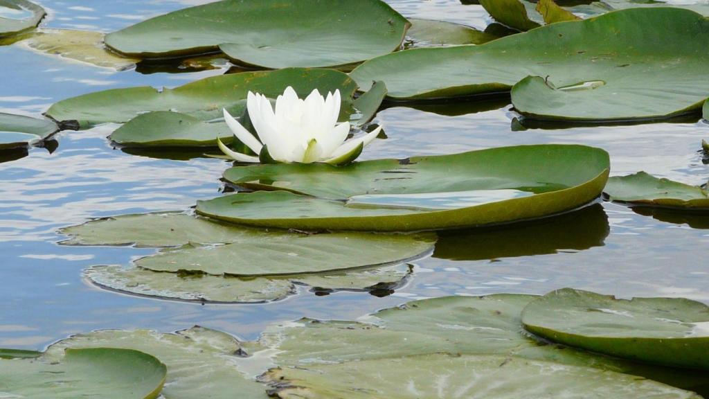 La Junta y la Fundación Moeve impulsan una restauración ambiental en la Laguna de las Madres en Huelva.