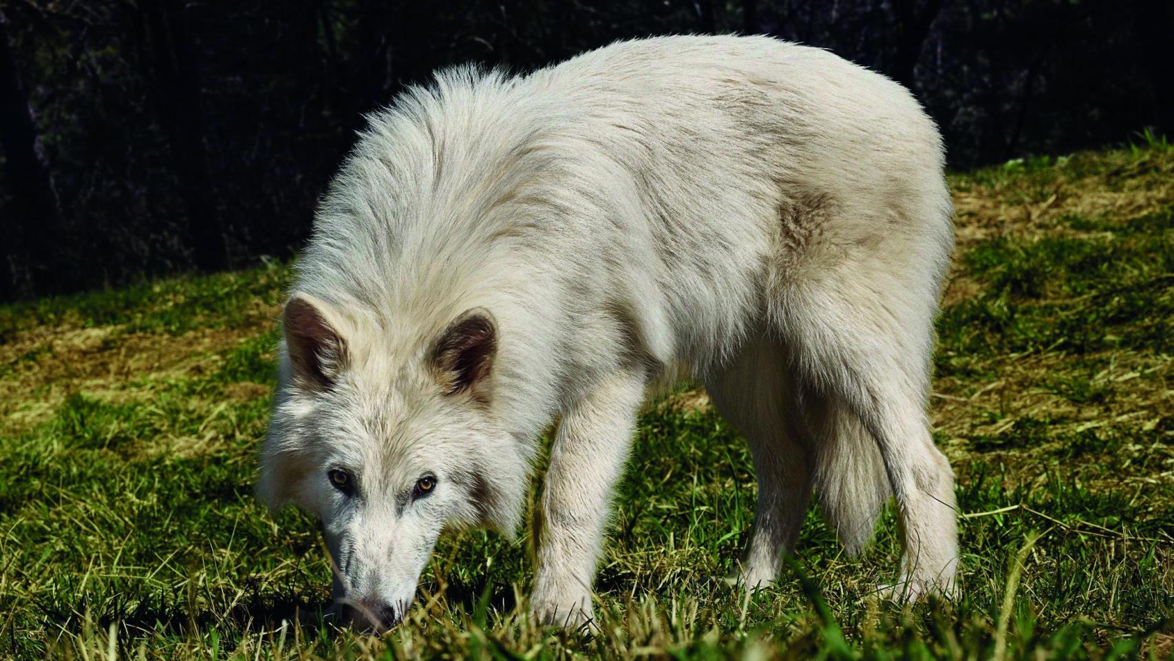 Lobo gris generado por Colossal Biosciencies. Foto: Colossal Biosciences