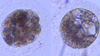 Imágenes de los embriones de lince ibérico creados por investigadores del CSIC y de la UCM.