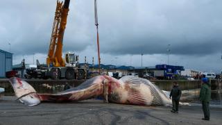 Retiran del puerto de Oza la ballena varada.