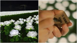 Jardín de rosas iluminadas con luces LED