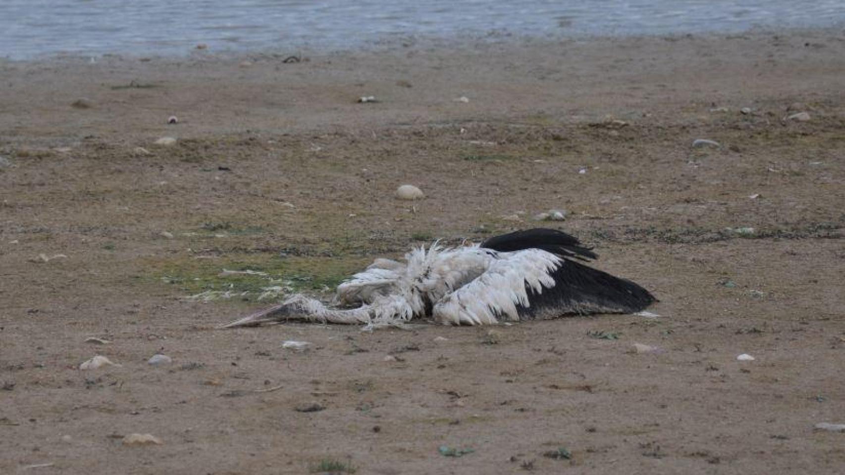 Una de las cigüeñas muertas en Albarreal de Tajo.