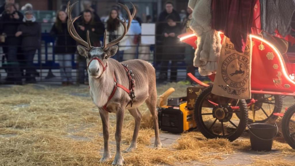 Un reno en una cabalgata de Papá Noel.