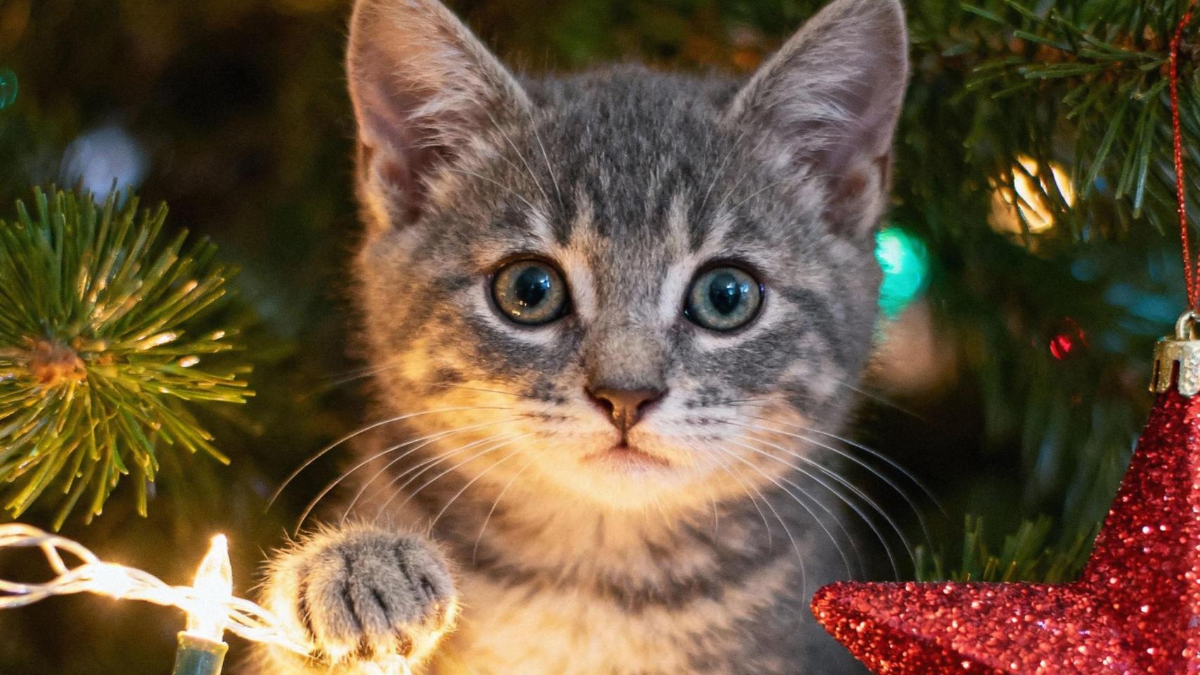 Un gato encima de un árbol de navidad.