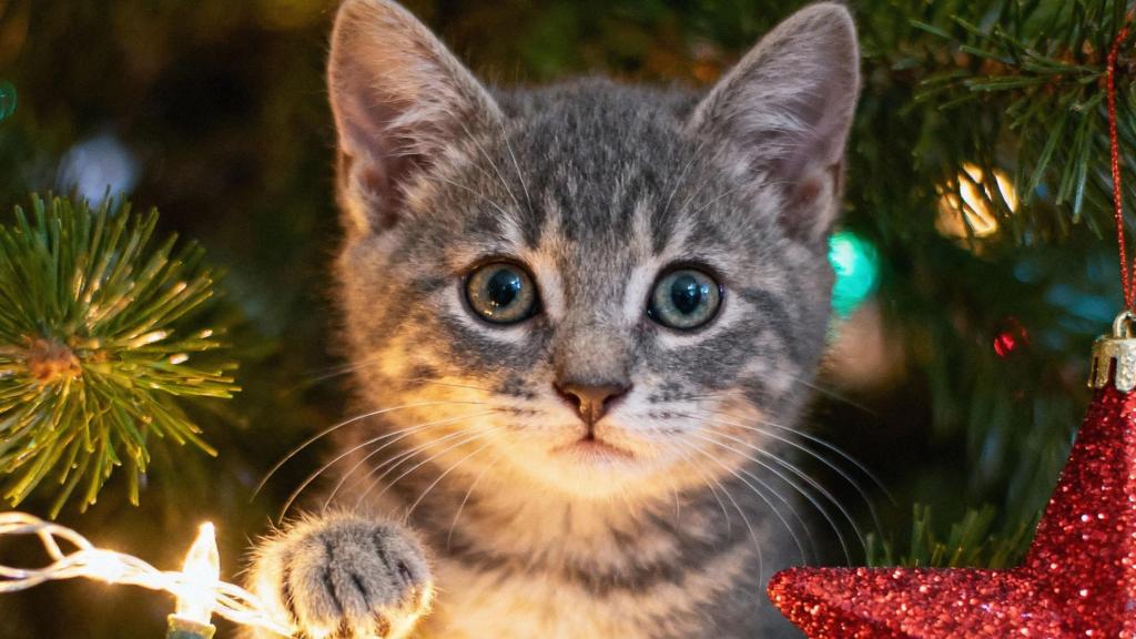 Un gato encima de un árbol de navidad.