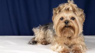 Un perro de pelo liso.