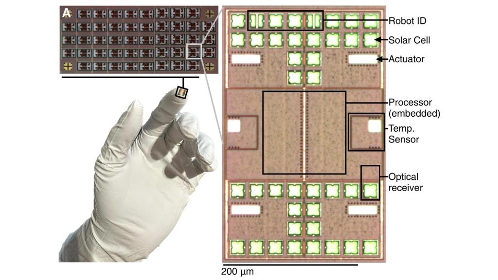Escala del tamaño del microbot creado por la Universidad de Pensilvania y de Michigan