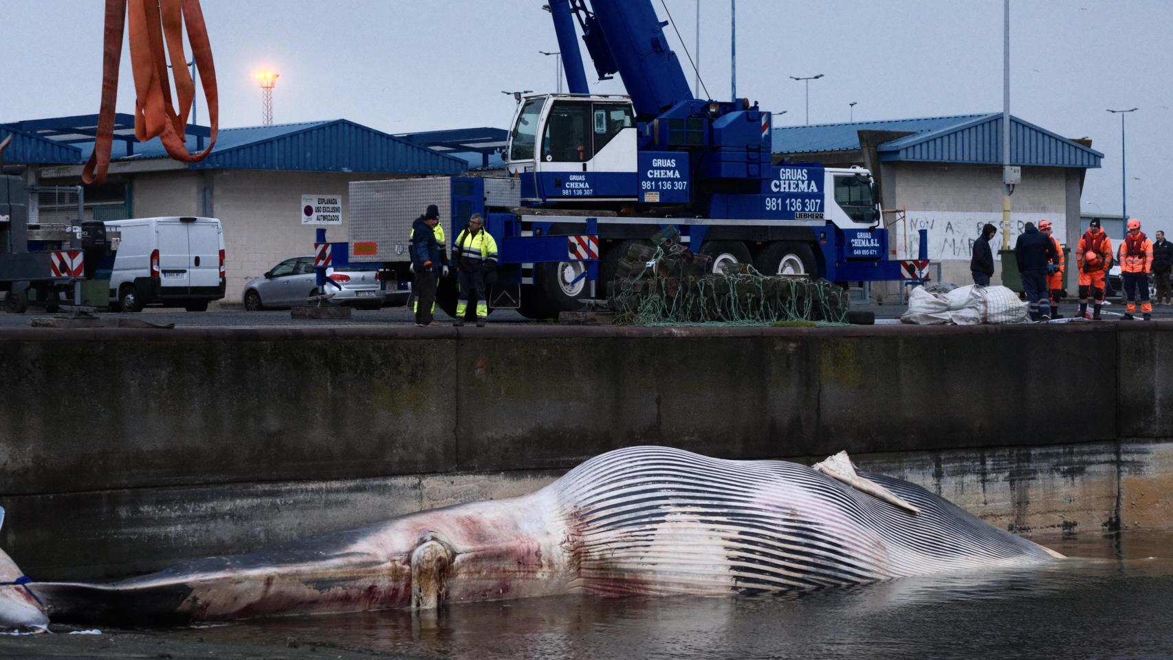 Así fue el espectacular dispositivo para retirar la ballena varada del puerto de A Coruña