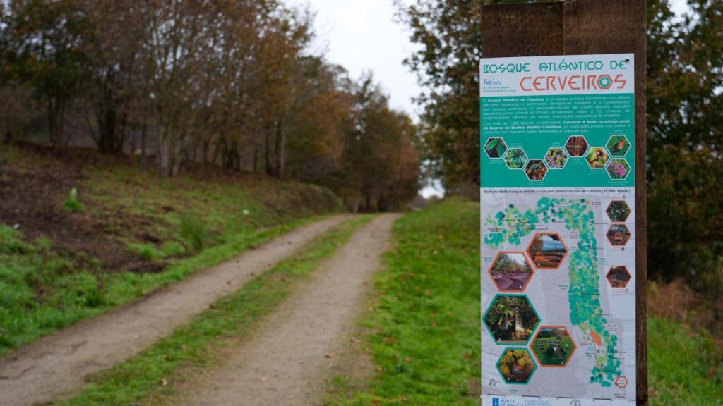 Imagen del bosque atlántico de Cerveiros.