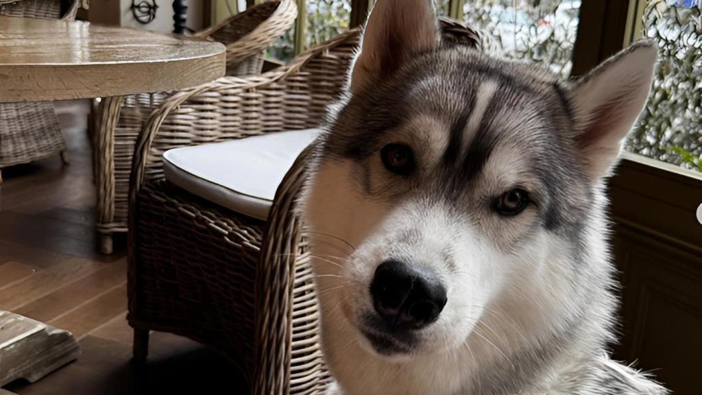 Un perro en el restaurante 'El Perro y la Galleta' del Retiro de Madrid.
