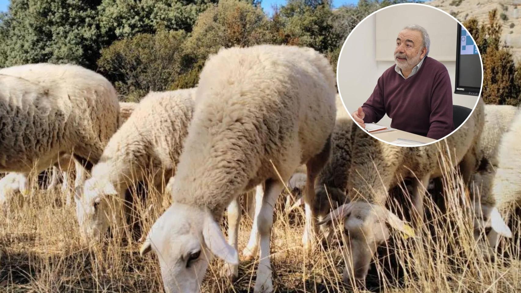 Unas ovejas y Fernando Iturbe, químico.