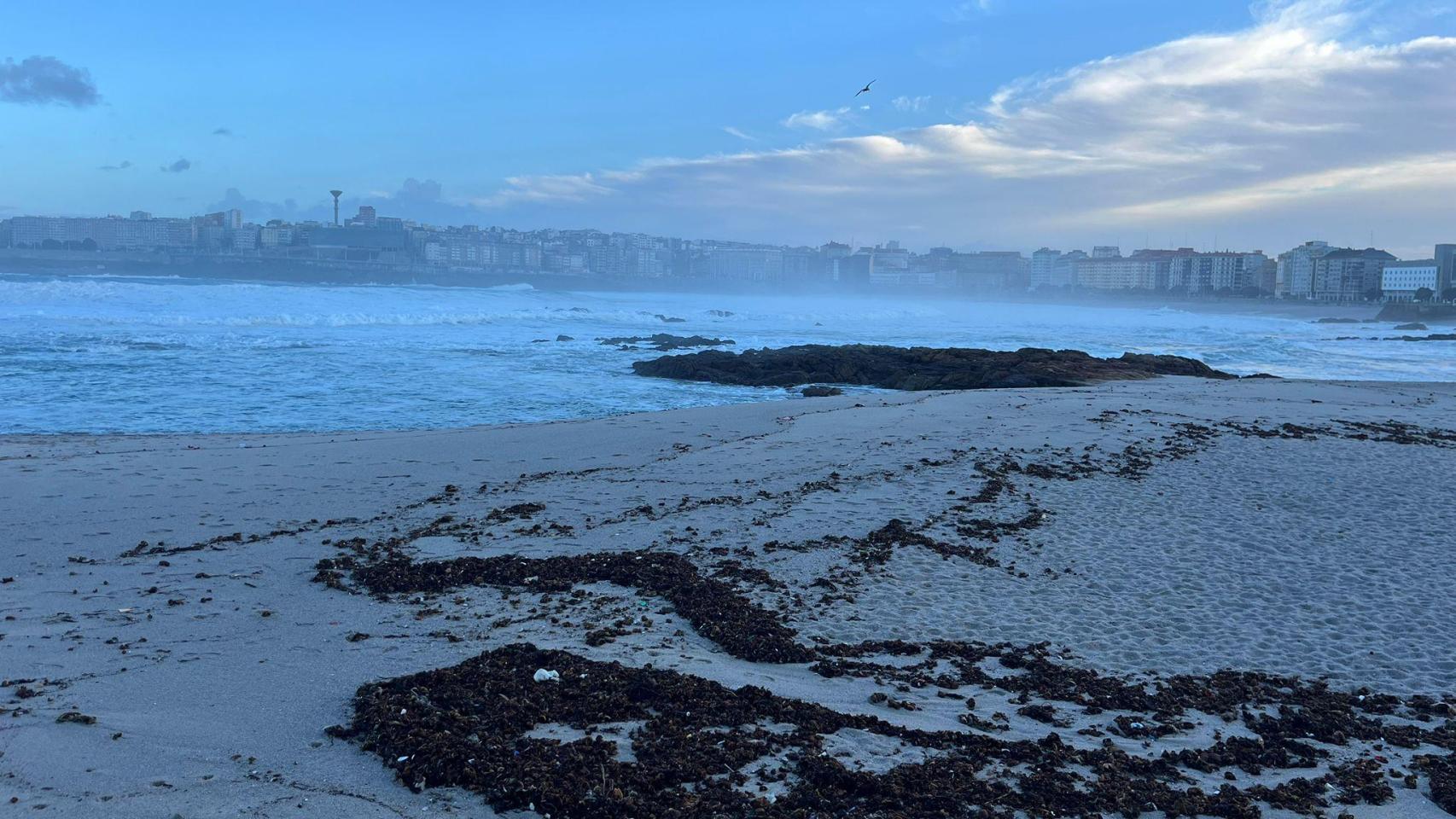 El temporal se lleva la duna de Riazor