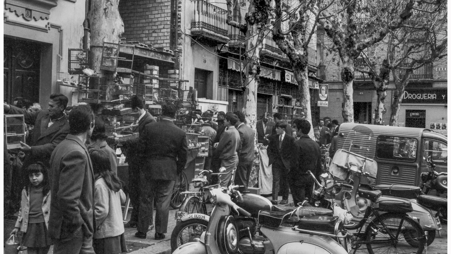 Imagen del mercadillo de animales de la Alfalfa.