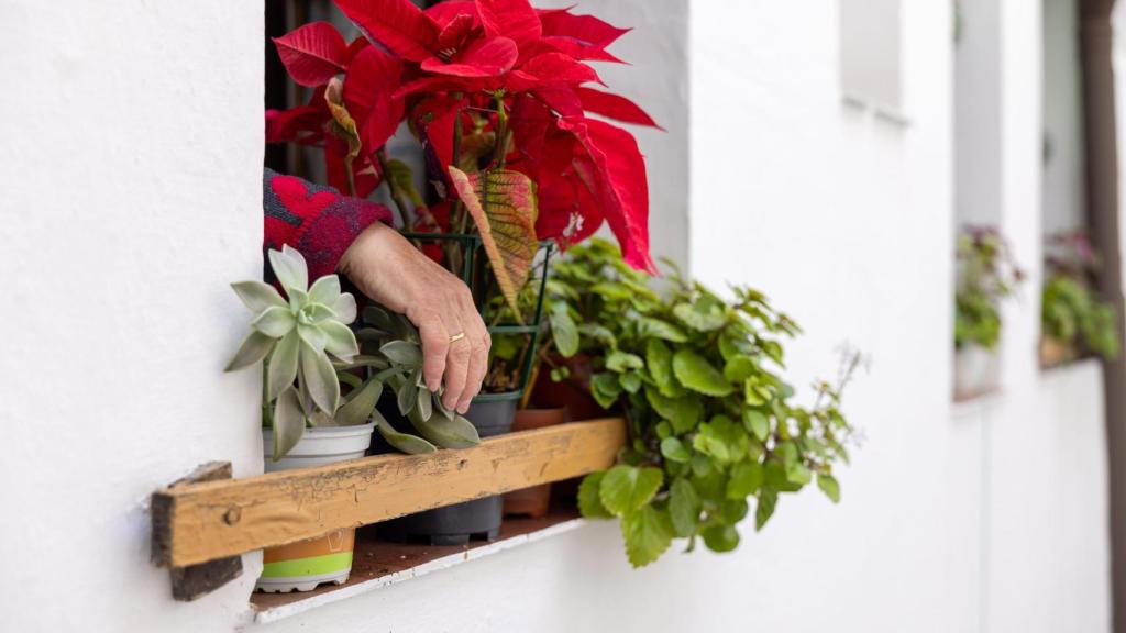 Detalle de una de las ventanas del bloque de la calle Cadenas, con una vecina cuidando sus macetas.
