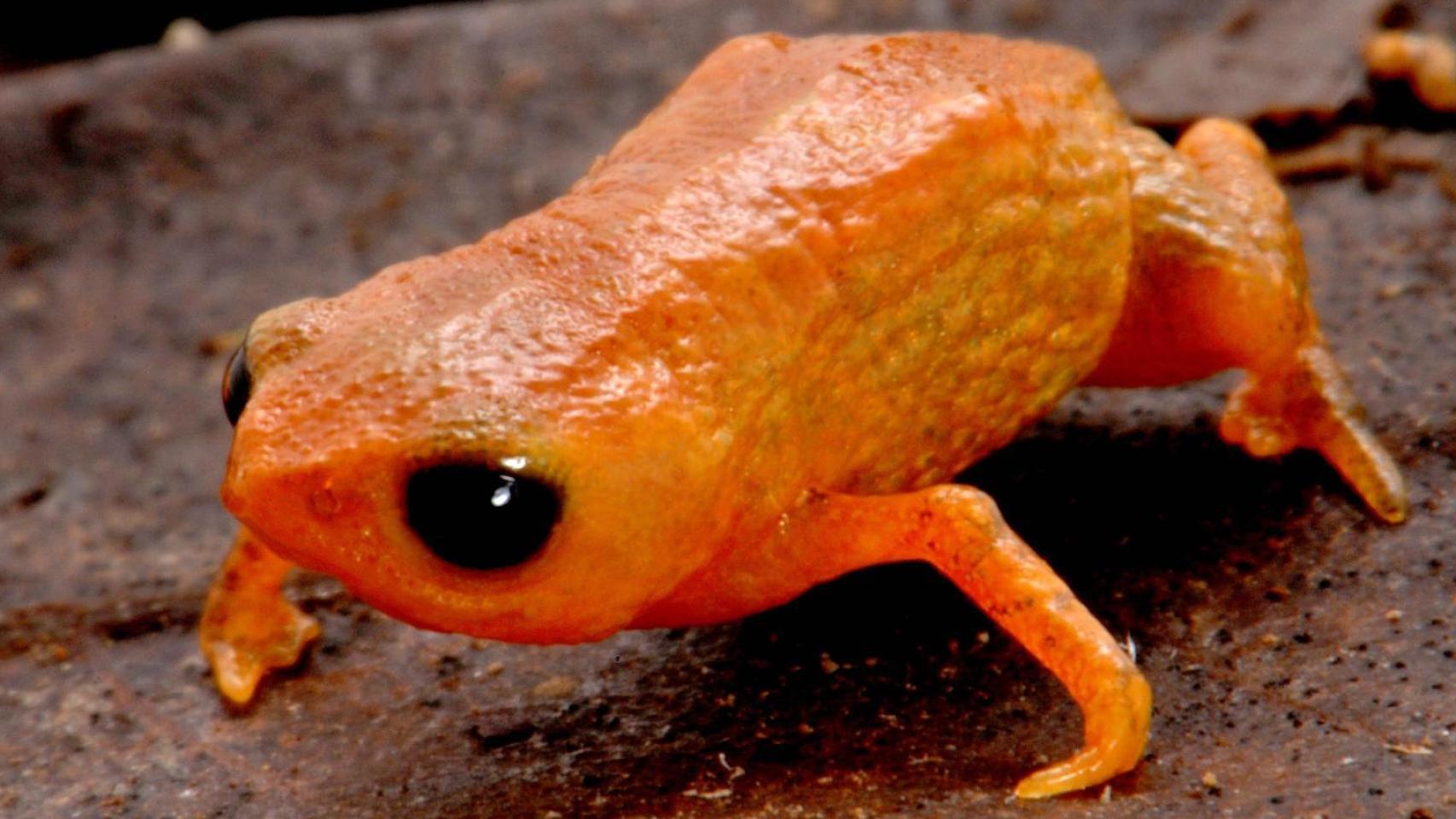 Brachycephalus lulai, la nueva especie de sapo descubierta en Brasil.