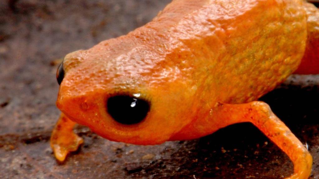 Brachycephalus lulai, la nueva especie de sapo descubierta en Brasil.