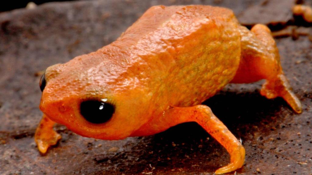 Brachycephalus lulai, la nueva especie de sapo descubierta en Brasil.