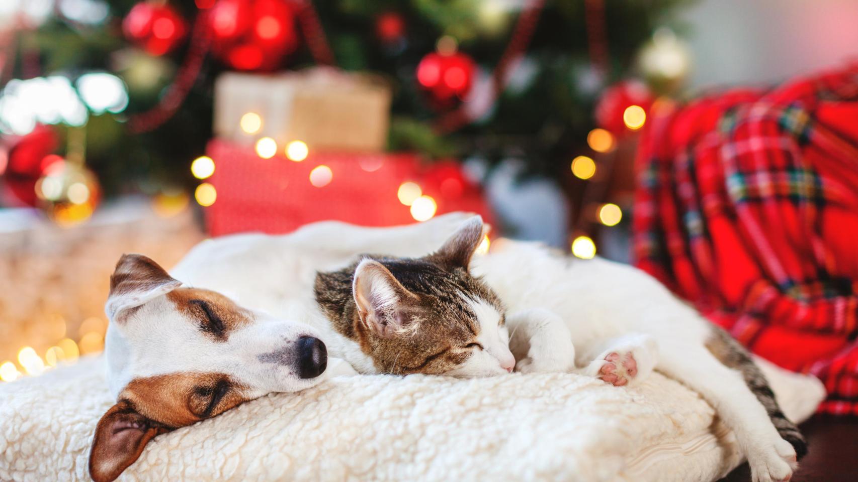 Un perro y un gato debajo de un árbol de Navidad.