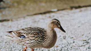 Un pato andando en un jardín.