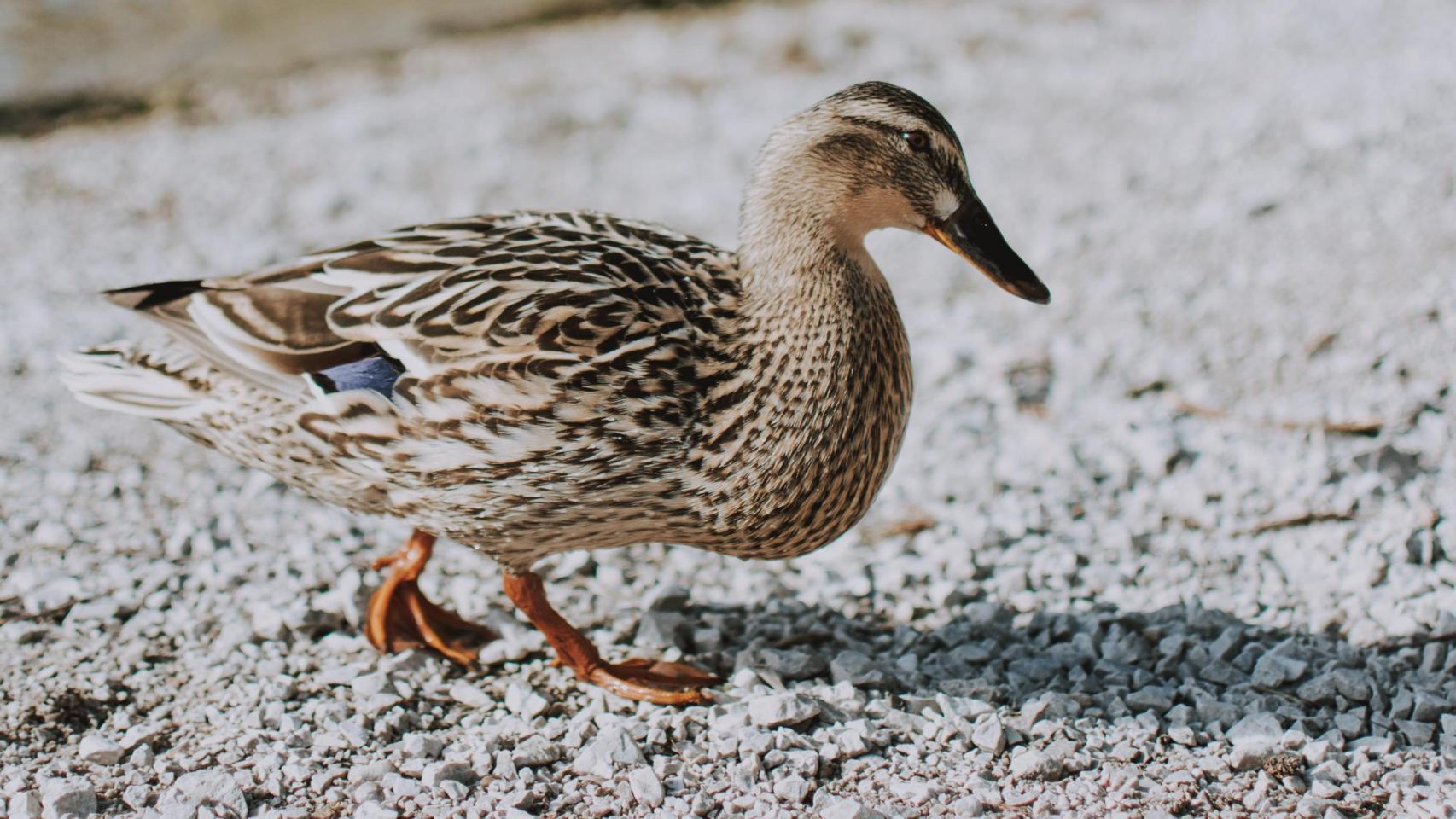 Un pato andando en un jardín.