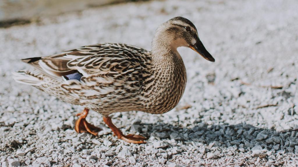 Un pato andando en un jardín.