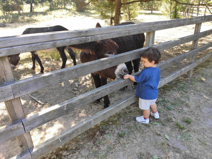 Burros “fariñeiros” de La Toja junto a un precioso niño. Iván Fernández Amil