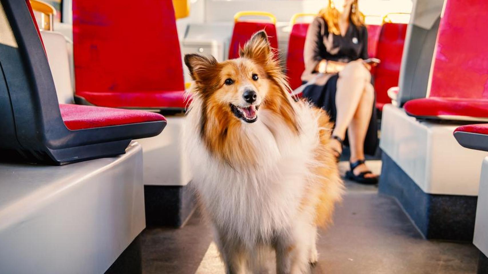 Un perro en un autobús urbano.