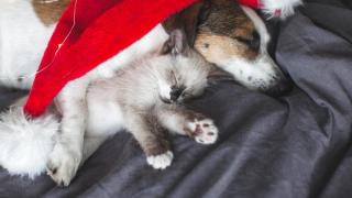 Un perro y un gato dormidos debajo de un gorro de Navidad.