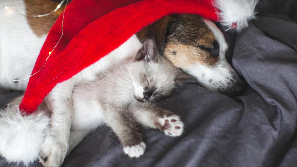 Un perro y un gato dormidos debajo de un gorro de Navidad.