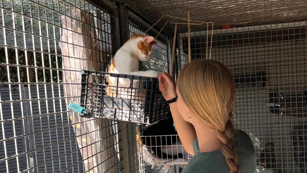 Una voluntaria con un gato de la protectora CIMPA.