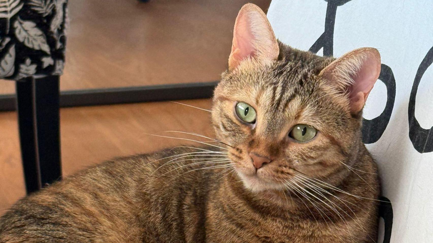 Un gato tigrado sentado en una silla.