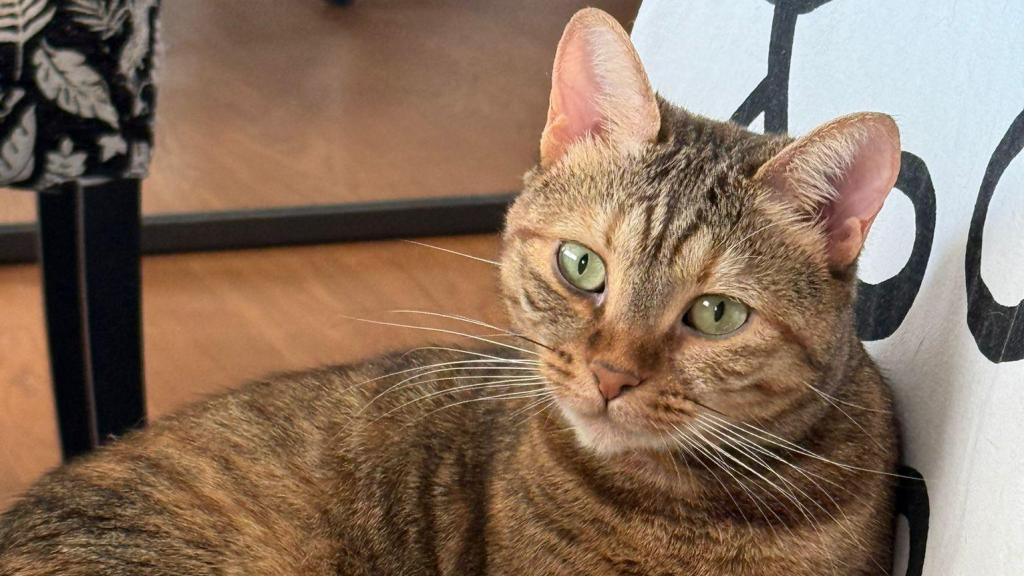 Un gato tigrado sentado en una silla.